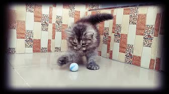 Post 5 by Kitty Cat Live on YouTube (video)