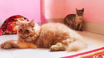 Post 2 by Kitty Cat Live on YouTube (video)