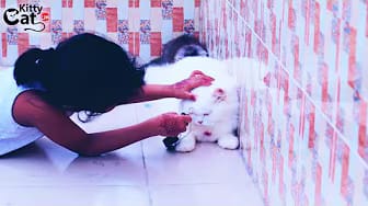 Post 3 by Kitty Cat Live on YouTube (video)