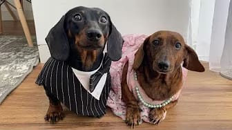 Post 1 by Yoona The Dachshund on YouTube (video)