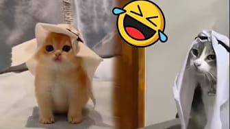 Post 2 by Happy Animals on YouTube (video)