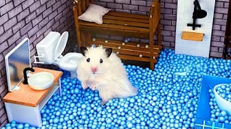 Post 8 by A Little Hamster KM on YouTube (video)