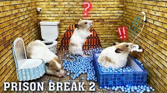Post 4 by A Little Hamster KM on YouTube (video)