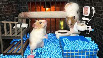 Post 10 by A Little Hamster KM on YouTube (video)