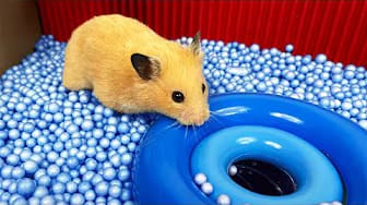 Post 9 by A Little Hamster KM on YouTube (video)