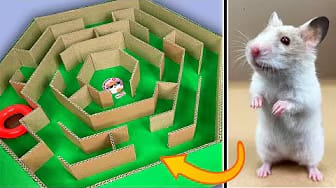 Post 1 by A Little Hamster KM on YouTube (video)