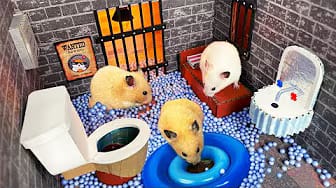 Post 7 by A Little Hamster KM on YouTube (video)