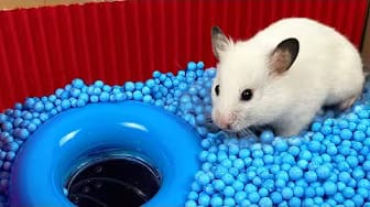 Post 5 by A Little Hamster KM on YouTube (video)
