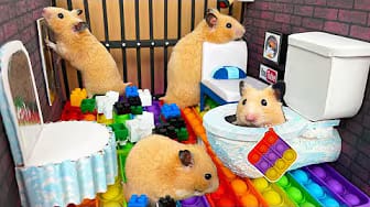 Post 3 by A Little Hamster KM on YouTube (video)