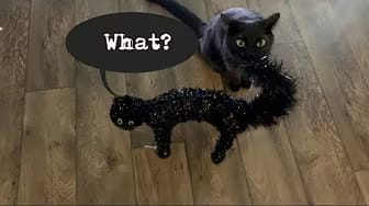 Post 9 by Felix the Black Kitty on YouTube (video)