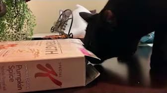 Post 10 by Felix the Black Kitty on YouTube (video)