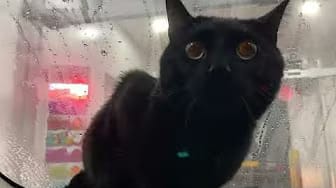 Post 6 by Felix the Black Kitty on YouTube (video)