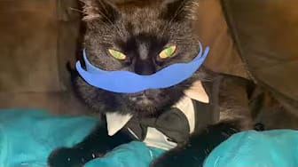 Post 1 by Felix the Black Kitty on YouTube (video)