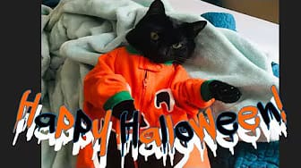 Post 5 by Felix the Black Kitty on YouTube (video)