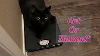 Post 7 by Felix the Black Kitty on YouTube (video)