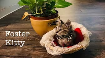 Post 4 by Felix the Black Kitty on YouTube (video)