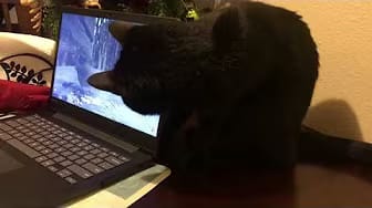 Post 2 by Felix the Black Kitty on YouTube (video)