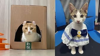 Post 2 by Cute And Funny Cat's Life on YouTube (video)