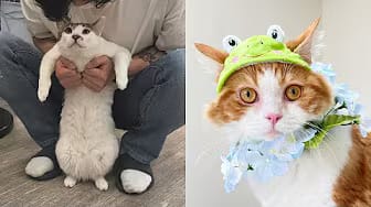 Post 1 by Cute And Funny Cat's Life on YouTube (video)