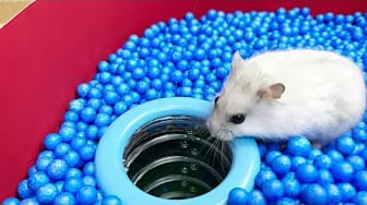 Post 9 by Hamster Maze on YouTube (video)