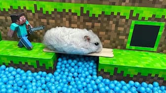 Post 2 by Hamster Maze on YouTube (video)