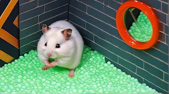 Post 7 by Hamster Maze on YouTube (video)