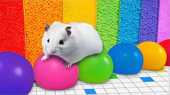 Post 3 by Hamster Maze on YouTube (video)