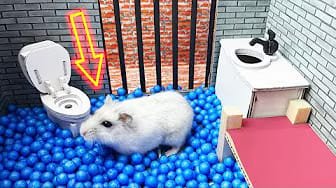 Post 1 by Hamster Maze on YouTube (video)