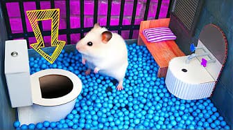 Post 6 by Hamster Maze on YouTube (video)