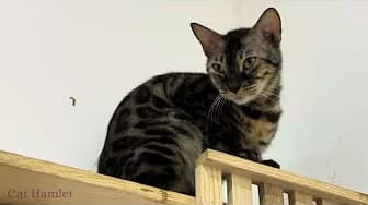 Post 7 by Cat Hamlet on YouTube (video)