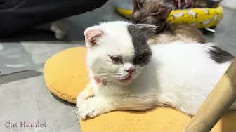 Post 5 by Cat Hamlet on YouTube (video)