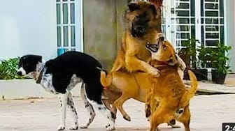 Post 3 by Dog Story on YouTube (video)