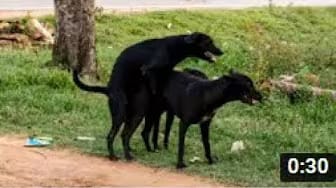 Post 1 by Dog Story on YouTube (video)
