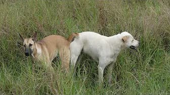 Post 10 by Dog Story on YouTube (video)