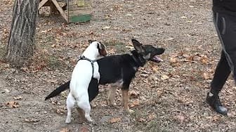 Post 7 by Dog Story on YouTube (video)