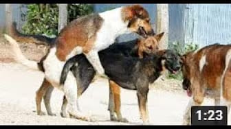 Post 9 by Dog Story on YouTube (video)