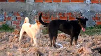 Post 8 by Dog Story on YouTube (video)