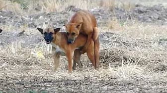 Post 6 by Dog Story on YouTube (video)