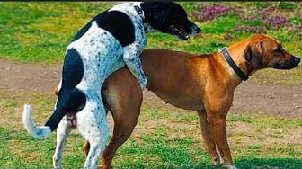 Post 4 by Dog Story on YouTube (video)