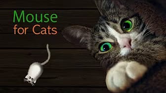 Post 10 by CAT & DOG CENTRAL on YouTube (video)