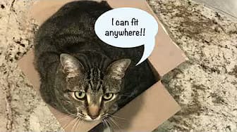 Post 9 by CAT & DOG CENTRAL on YouTube (video)