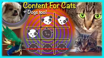 Post 1 by CAT & DOG CENTRAL on YouTube (video)