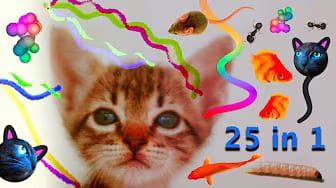 Post 6 by CAT & DOG CENTRAL on YouTube (video)