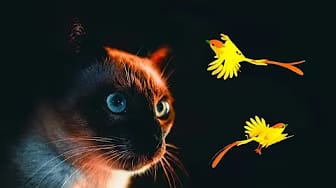 Post 3 by CAT & DOG CENTRAL on YouTube (video)