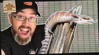 Post 1 by ReptileMountain.TV on YouTube (video)