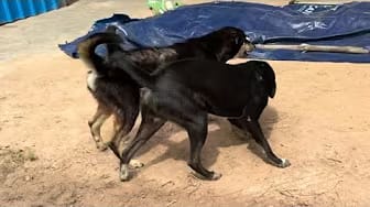 Post 10 by Fan Funny Dogs on YouTube (video)