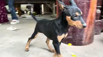 Post 8 by Fan Funny Dogs on YouTube (video)