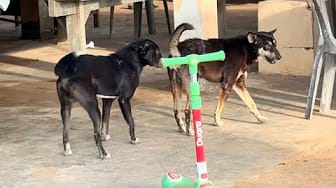 Post 1 by Fan Funny Dogs on YouTube (video)