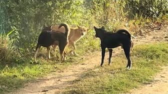 Post 9 by Fan Funny Dogs on YouTube (video)