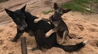 Post 7 by Fan Funny Dogs on YouTube (video)